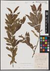 Foto von Salix daphnoides Vill. x Salix purpurea L.
